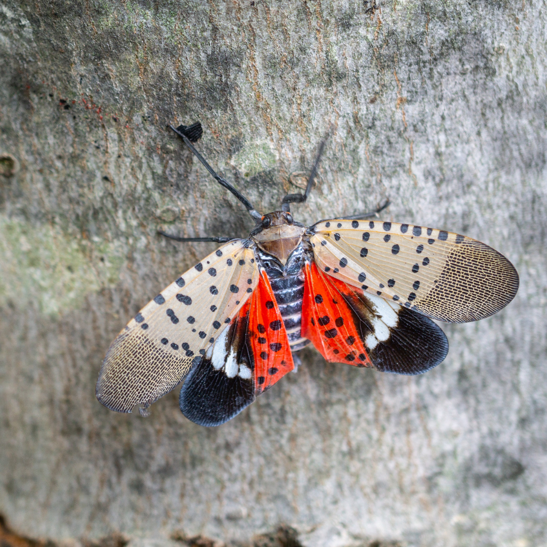 And adult spotted lanternfly with its wings spread out